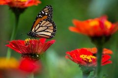 butterfly-6170999_640