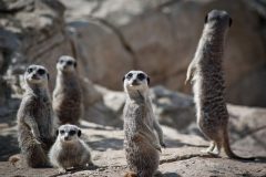 meerkats-6153748_640